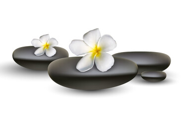 Frangipani with spa stone on white background, vector illustration