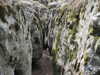 Huge moss-covered boulders lie on the slopes of the forest, cleft in the rocks