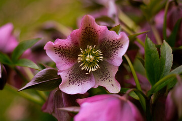 Pink hellebore flower growing in garden