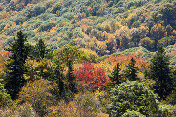 Fall trees in full color