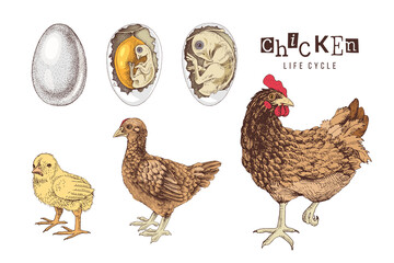 Life cycle of a Chicken