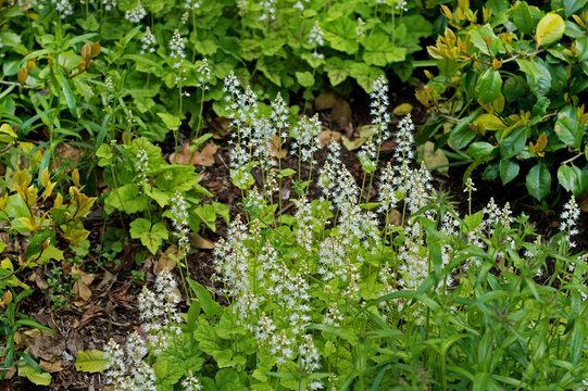 .Tiarella cordifolia, species of flowering plant in saxifrage family, native to North America