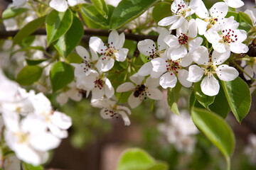 Flowering pear. Spring flowering of fruit trees. Bees collect pollen. White flowers of pear and cherry close-up.
