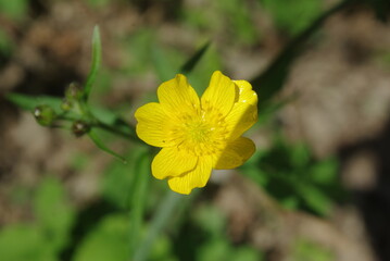 Jaskier (Ranunculus L.) 