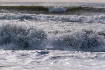 Ocean Waves Cresting with duck