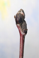 Leaf buds of Rowan, .Sorbus aucuparia, new shoots in April