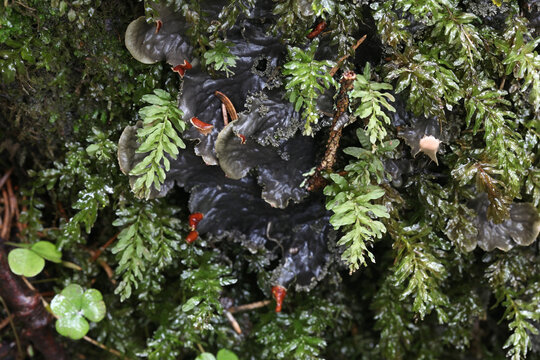 Plagiomnium undulatum, known as Hart's-tongue Thyme-moss or Palm-tree Moss