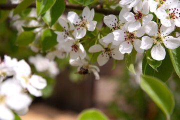Flowering pear. Spring flowering of fruit trees. Blurred background. Bees pollinate pear and cherry blossoms.