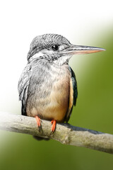 Hand drawing and photography kingfisher combination. Sketch graphics animal mixed with photo