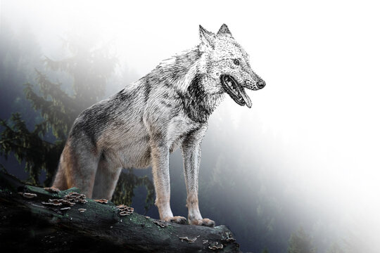 Hand drawing and photography wolf combination. Sketch graphics animal mixed with photo