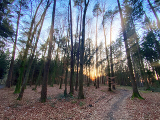 Bavarian Forest walk into the sunshine for a real dreaming phase