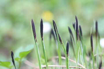 Carex nigra ssp. juncella, known as common sedge, black sedge or smooth black sedge