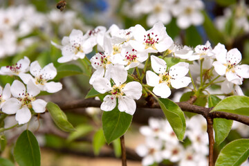 Flowering pear. Spring flowering of fruit trees. White flowers of pear and cherry close-up.
