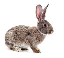 One brown rabbit.
