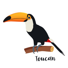 Toucan bird isolated on white background. Vector illustration.
