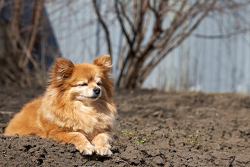 The happy red dog lies on the ground squinting contentedly and enjoying the weather and the first rays of the sun