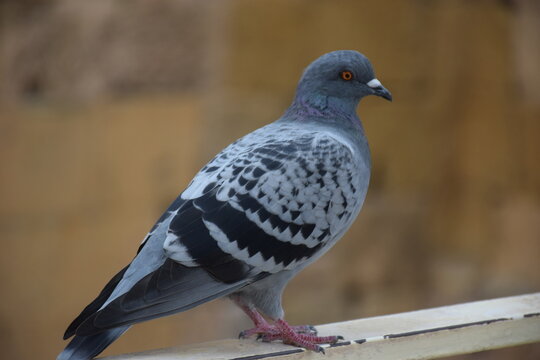 La paloma (tambi&eacute;n denominada columbidae, palomo o pich&oacute;n)