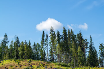 Forest on the coast of the river