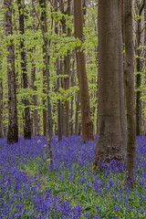 Fototapeta na wymiar Beautiful soft spring light in bluebell forest in English countryside during calm mornng