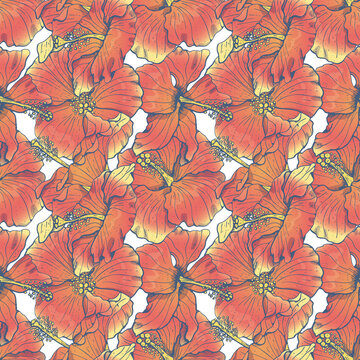 Seamless pattern with line art red hibiscus flowers, buds and leaves, with dark outline. On white background. Stock vector illustration.