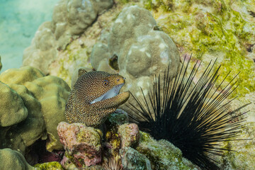 Obraz premium Moray eel in coral reef in tropical ocean