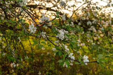 Branch of blooming apple tree in spring in May in sunset hour in Latvia