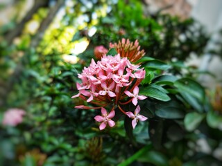 pink flowers