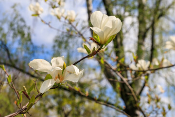 White flowers of Kobushi magnolia (Magnolia kobus) in a garden