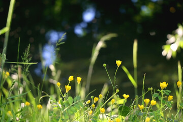 Yellow flowers growing by the river. Selective focus.