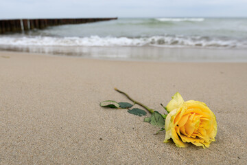 Fototapeta na wymiar Yellow rose stranded at the beach