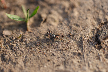 Macro photo of a black ant. A black ant moving on the ground. Close-up. The ant carries its prey to the anthill. An ant drags a dead beetle