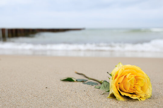 Yellow rose stranded at the beach