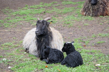 Sheep family with little babys