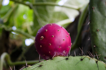 Tuna roja en cactus, close up