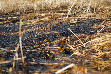 Burnt dry grass on the field close-up