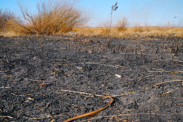 Burnt dry grass on the field close-up
