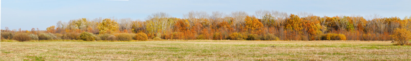 Fototapeta premium Panorama Autumn forest in front of a meadow against a blue sky