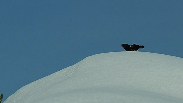 black grouse, northern black grouse, Eurasian black grouse, blackgame, or blackcock (Lyrurus tetrix)