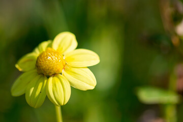 Obraz premium Bright Yellow Dahlia
