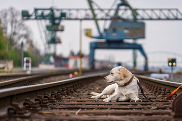 Portrait of a dog on railroad tracks. Labrador Retriever.