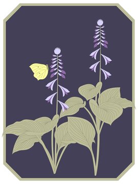 Hosta funkia summer flower