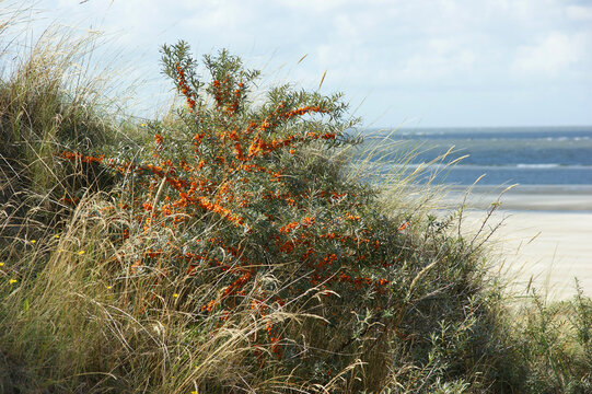 Sanddorn Strauch auf einer D&uuml;ne Strand und Nordsee 