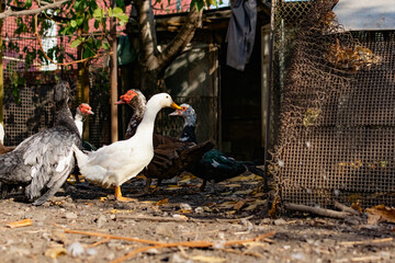 Obraz premium duck on the beach