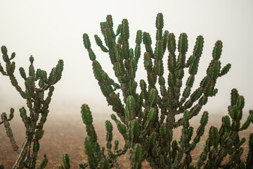 A single cactus plant in the heavy early morning mist