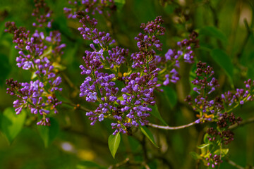 Flieder Syringa