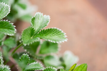 Fuzzy Strawberry Leaf