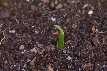 Small sprout of freshly sprouted ginger in topsoil.