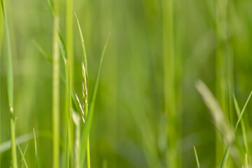 Fresh green grass in spring shows natural growth as beautiful green background of a meadow or field for farming and countryside view or agricultural garden and healthy environment in organic freshness