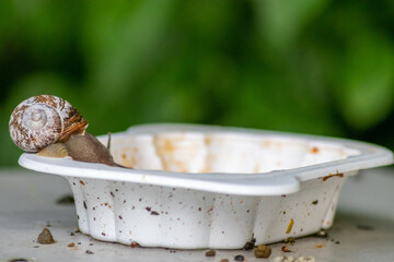 Big striped grapevine snail with a big shell on a white dish shows interesting details of feelers, eyes, helix shell, skin and foot structure of large garden snail and delicious escargot french food
