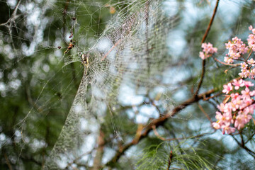 A spider in its spider web with dew rain drops, Myanmar